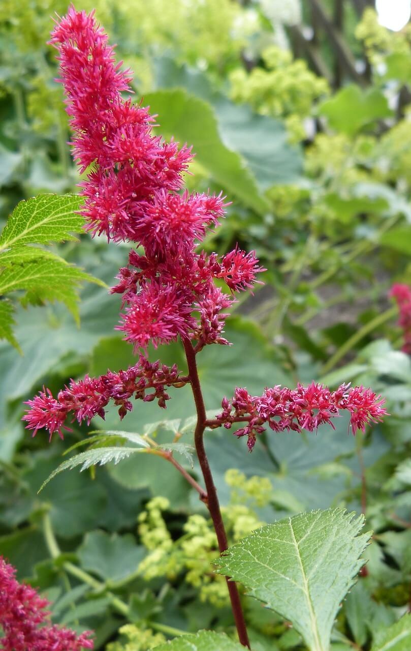 Pictures of Astilbe Plants