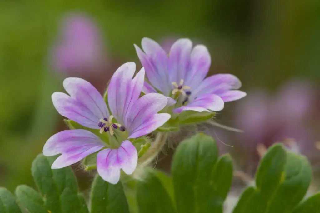 Dove’s-Foot Crane’s-Bill (Geranium molle).