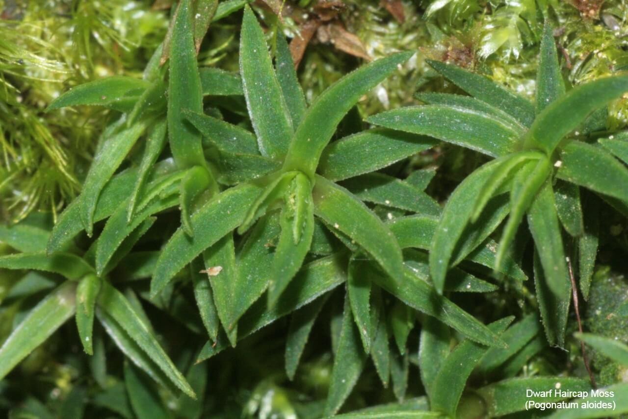 Dwarf Haircap Moss (Pogonatum aloides)