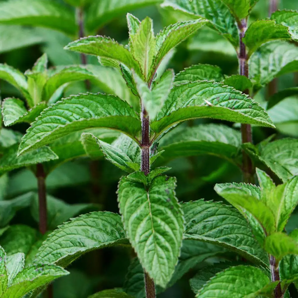 #9. Peppermint (Mentha poperita)