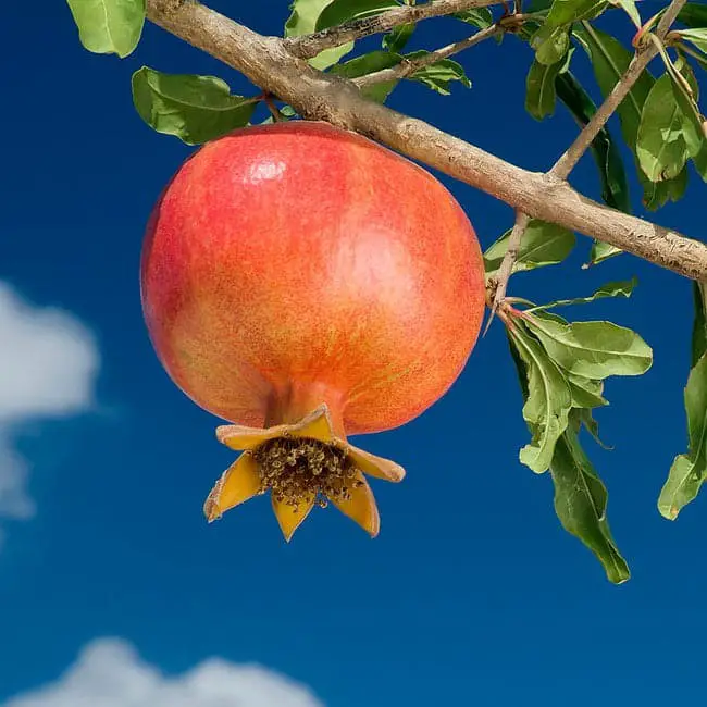 Pomegranate trees.