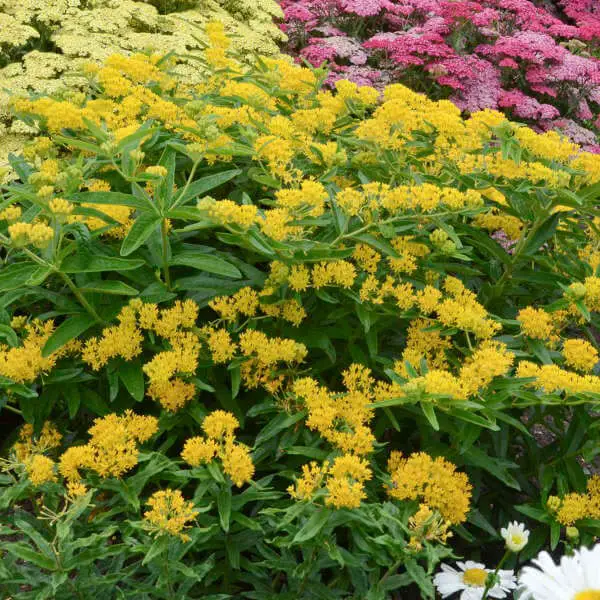 Cultivars of Butterfly Weed