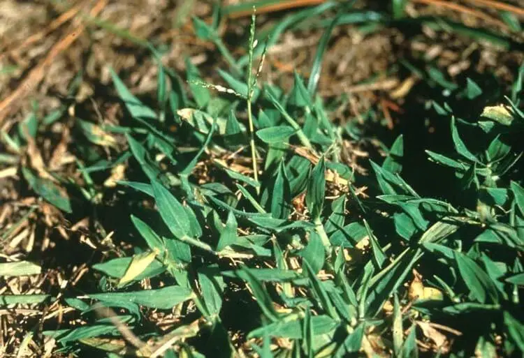 Blanket crabgrass (Digitaria serotina)