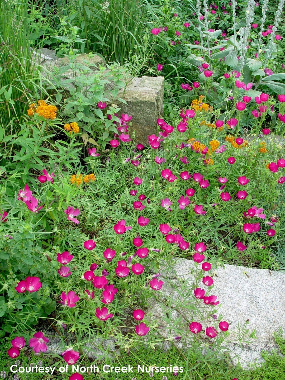 Poppy Mallow