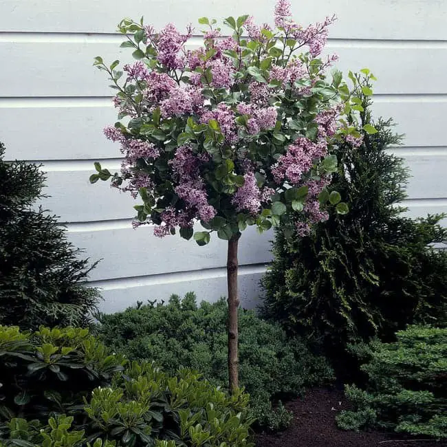 Korean Lilac Tree (Syringa meyeri ‘Palibin’).