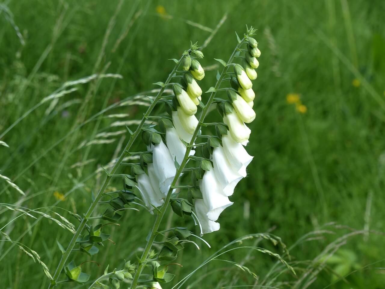 The Foxglove Choices