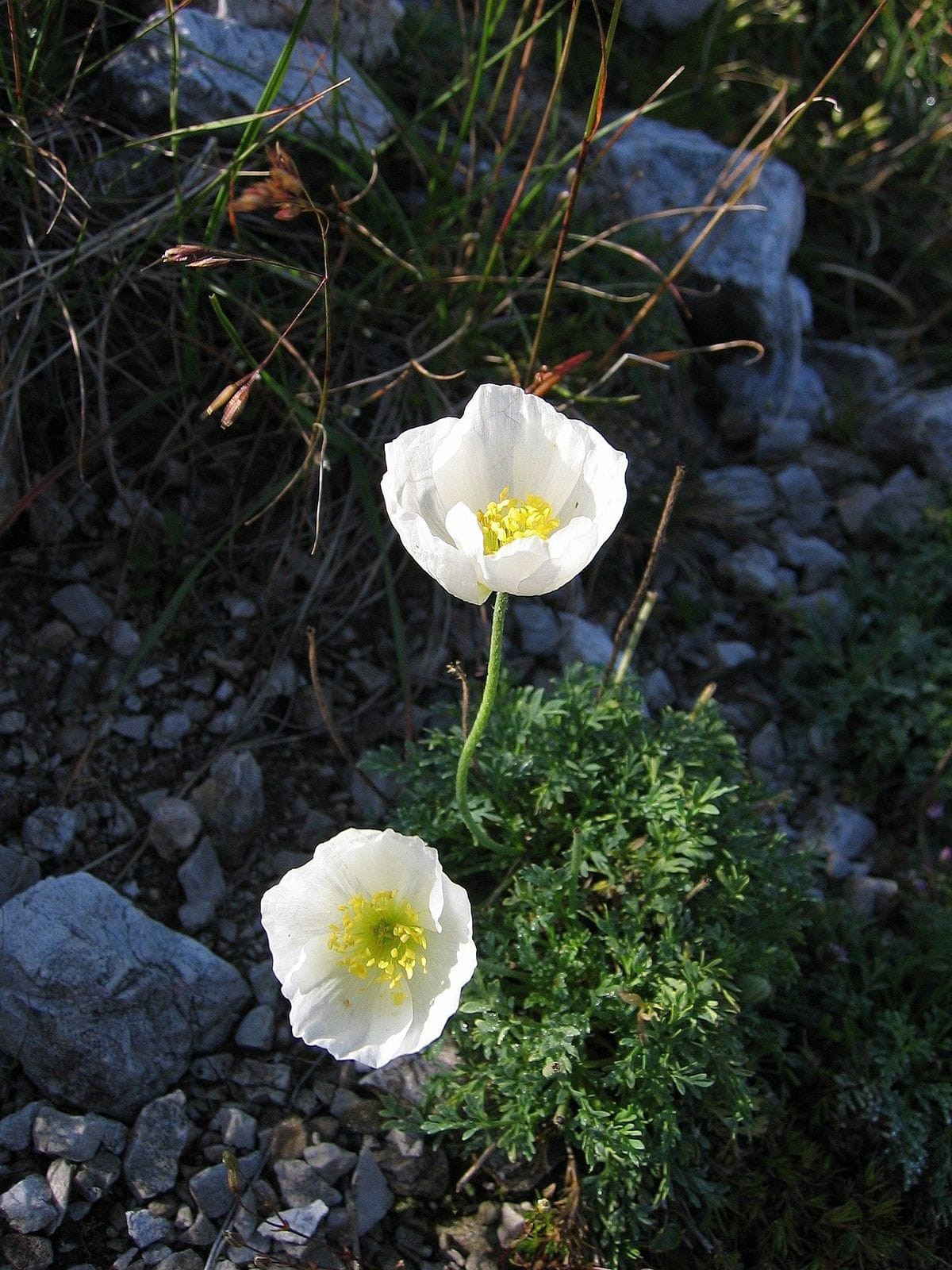 Poppy (Papaver alpinum)