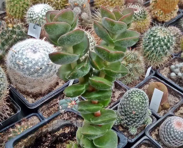 Crassula Jade Tower