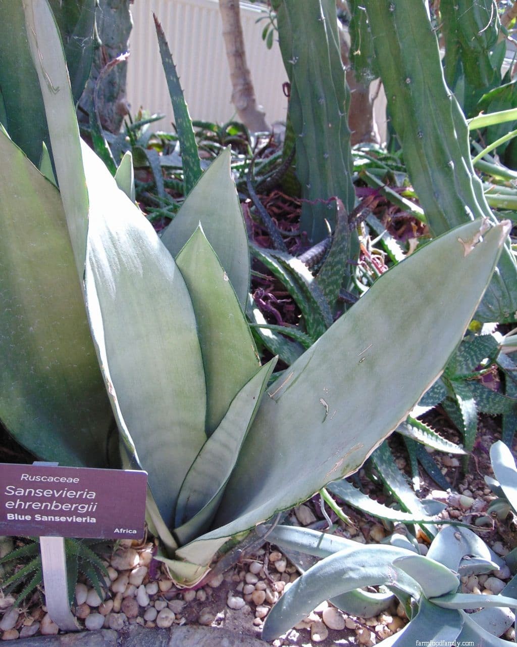 Sansevieria Ehrenbergii ‘Blue Sansevieria’