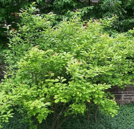 Apollo Winterberry Holly Shrub (Ilex verticillata ‘Apollo’)