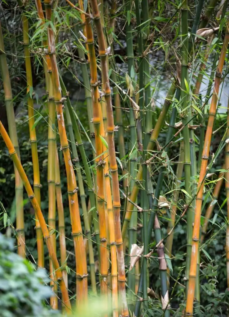 Chilean Bamboo (Chusquea culeou)