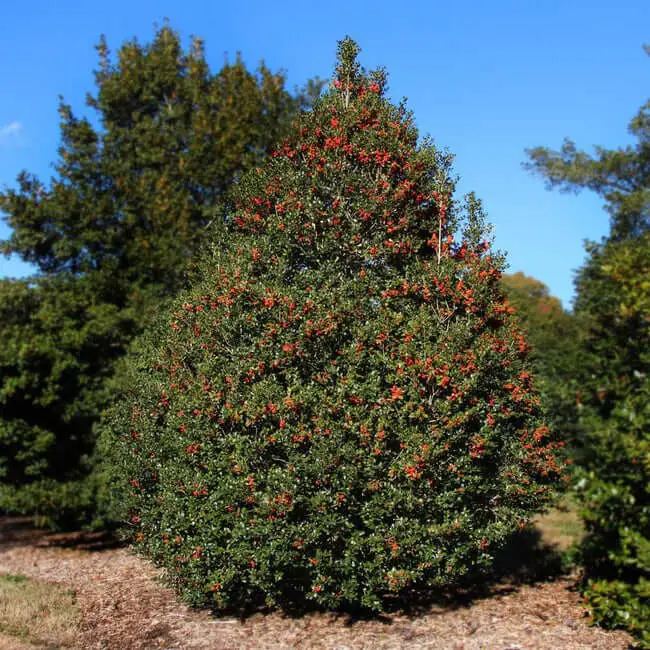 Robin™ Red Holly Tree (Ilex X ‘Conin’)