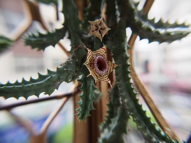 Lifesaver Cactus (Huernia zebrina)