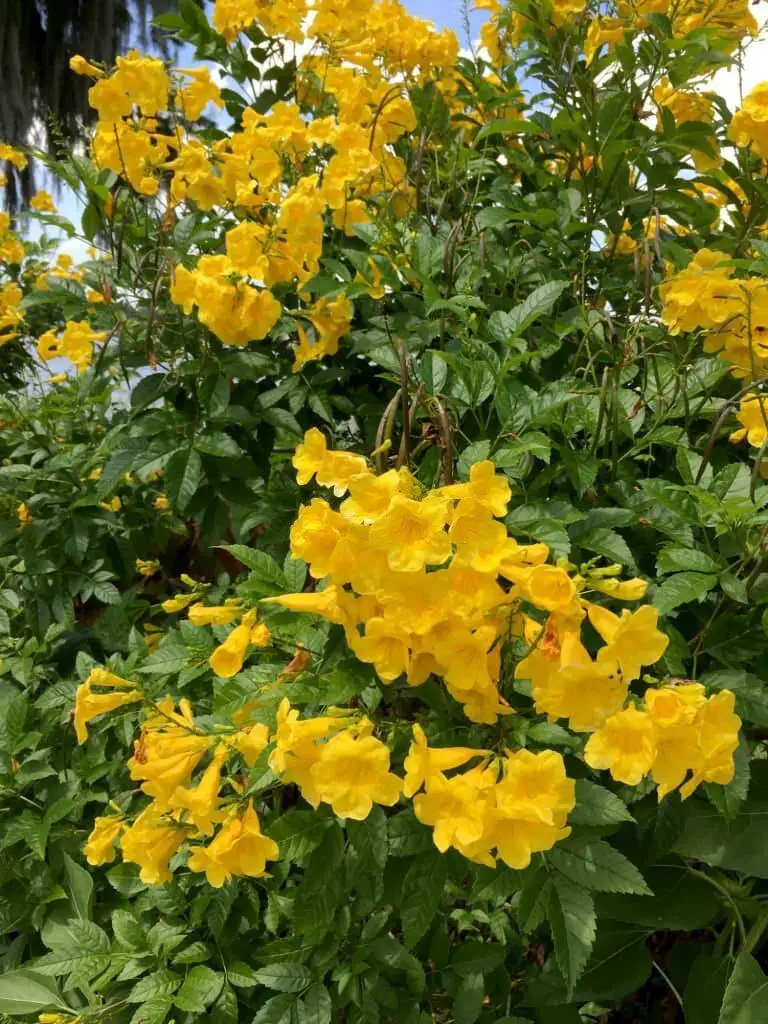 Golden Trumpet (Allamanda cathartic).