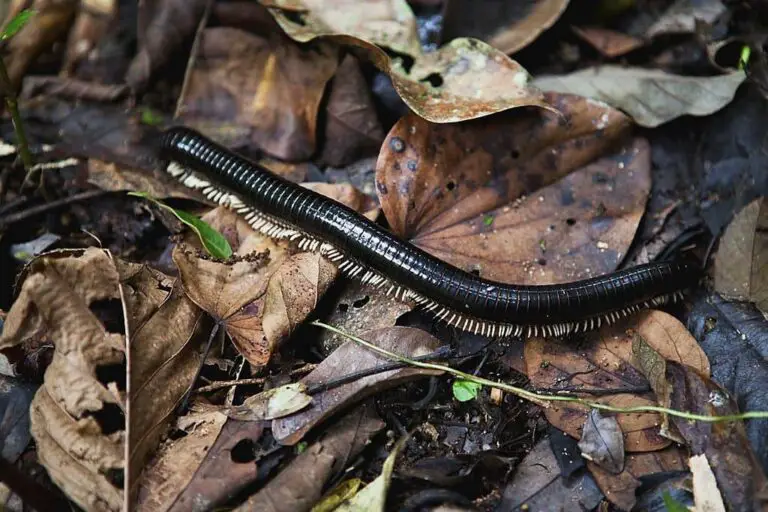 13 Bugs That Look Like Centipedes: How To Identify And Get Rid Of Them