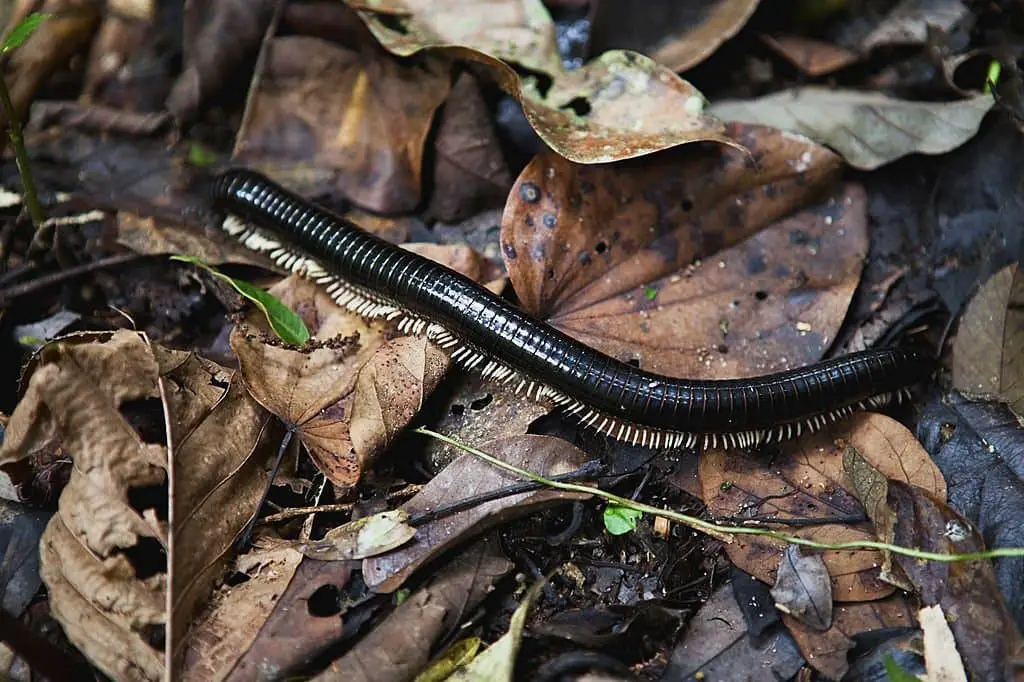 Amazonian giant centipedes