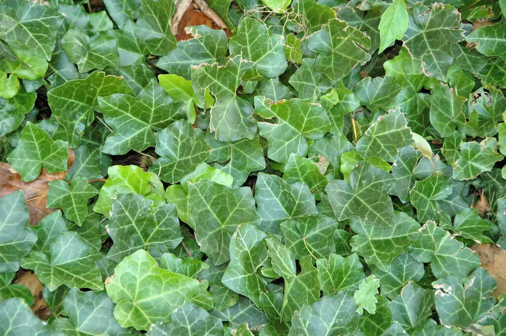 English Ivy