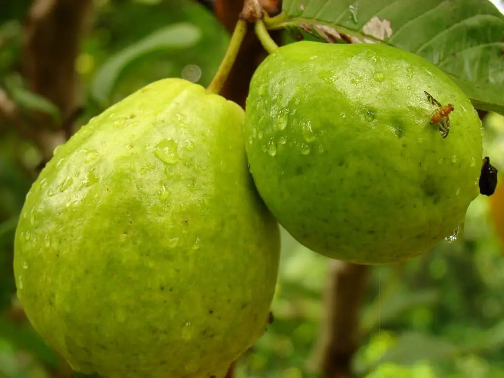 Giant Vietnamese guava.