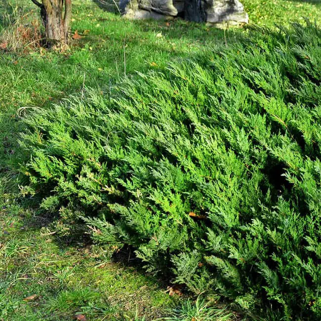 Parson’s Juniper (Juniperus squamata expansa ‘Parsonii’)