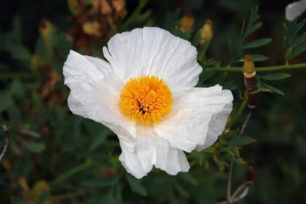 Matilija Poppy (Romneya coulteri).