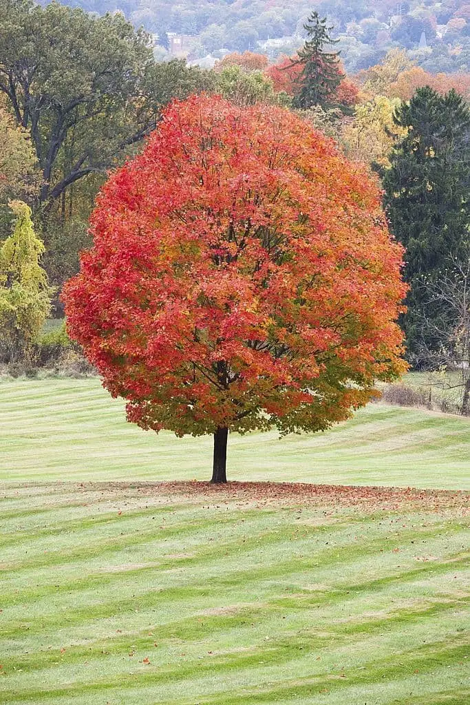 Sugar Maple (Acer saccharum)