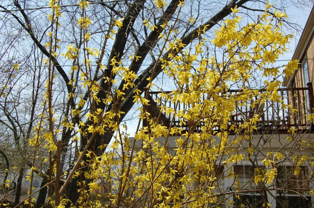 #1. Forsythia