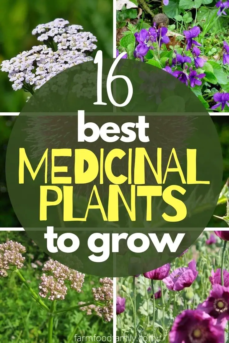 16 Best Medicinal Plants And Their Uses (With Names And Pictures)