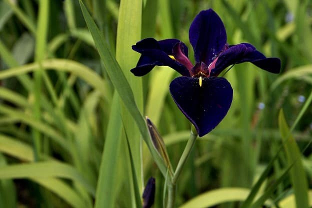 Iris ‘Black Gamecock’.