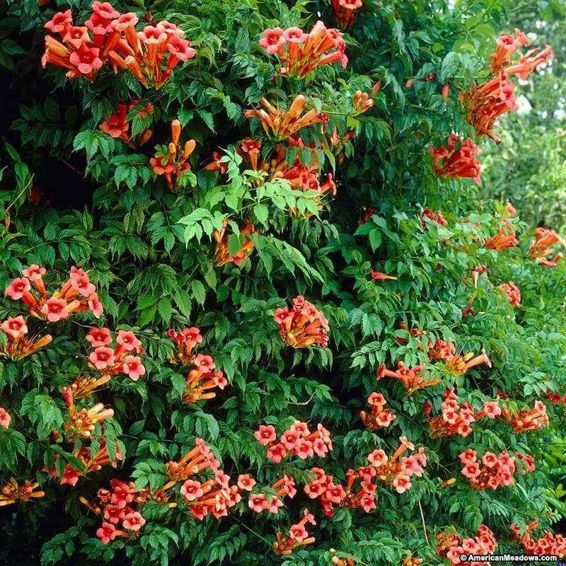 #7. Trumpet Vine Campsis radicans