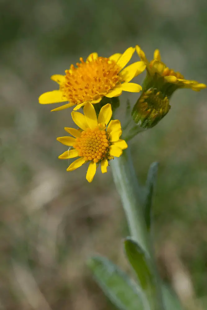 Fleawort