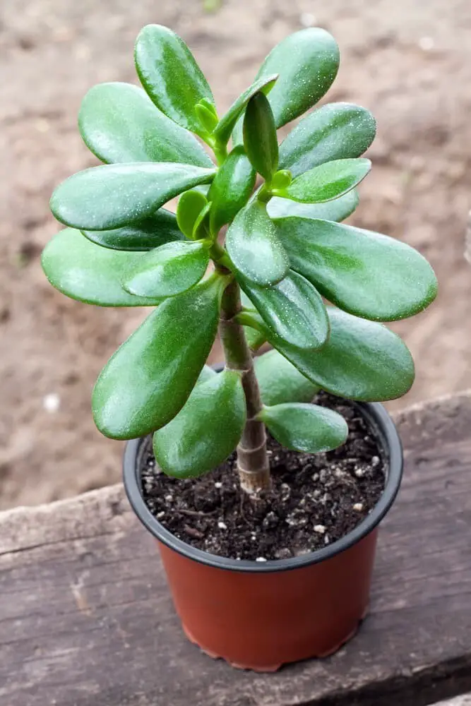 Crassula Ovata Little Jade Tree