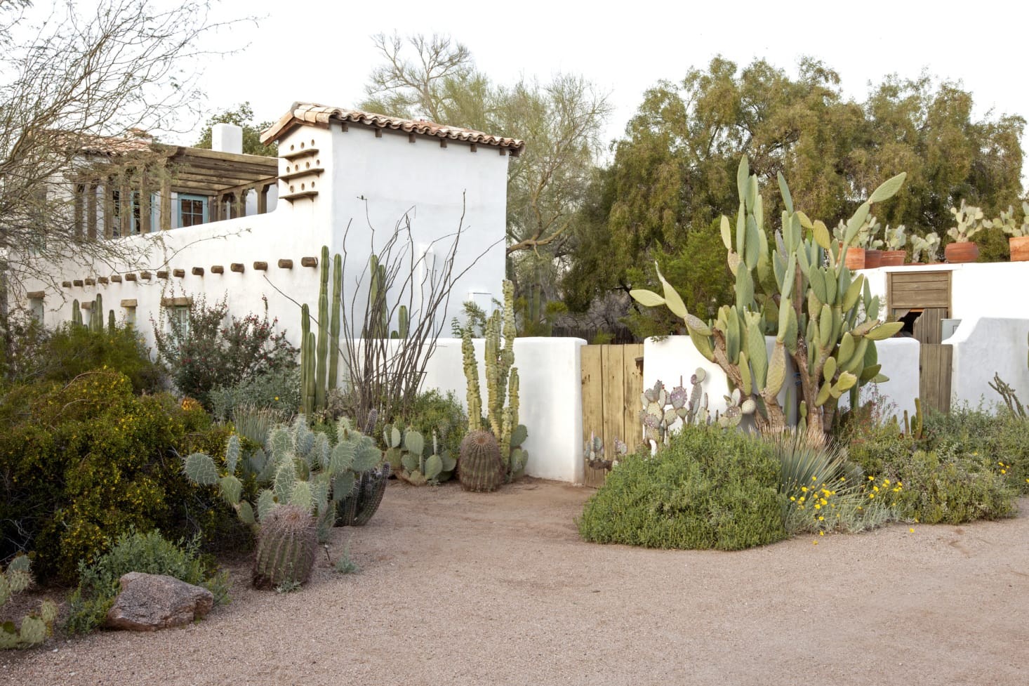 Cacti and succulents