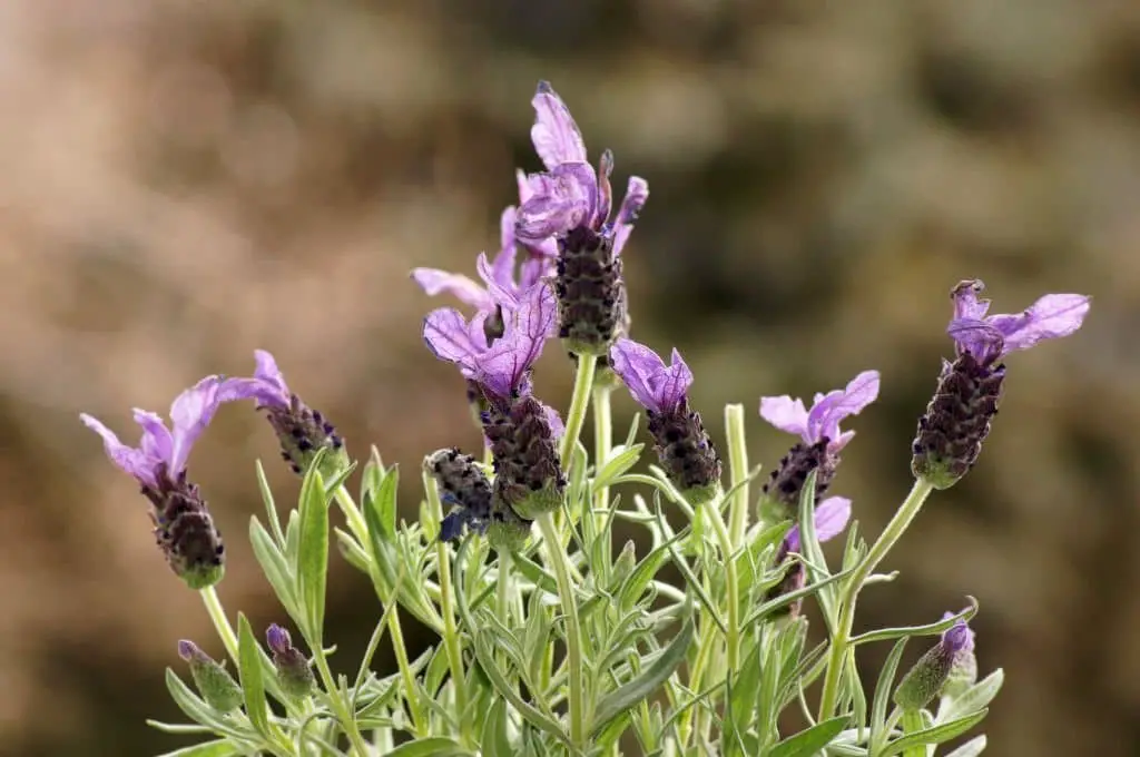 Lavender (Lavender Angustifolia).