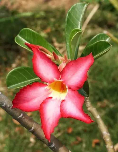 Desert Rose (Adenium obesum)