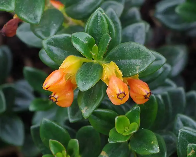 #10 Goldfish Plant (Nematanthus gregarious)