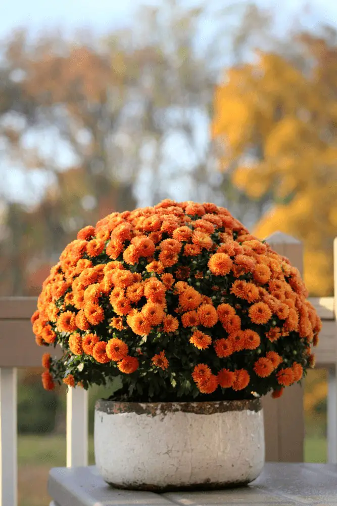 Chrysanthemums