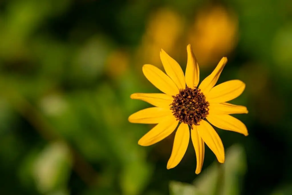 Shweinitz’s sunflower (Helianthus schweinitzii)