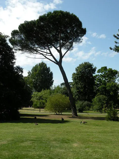 Stone pine (Pinus pinea)