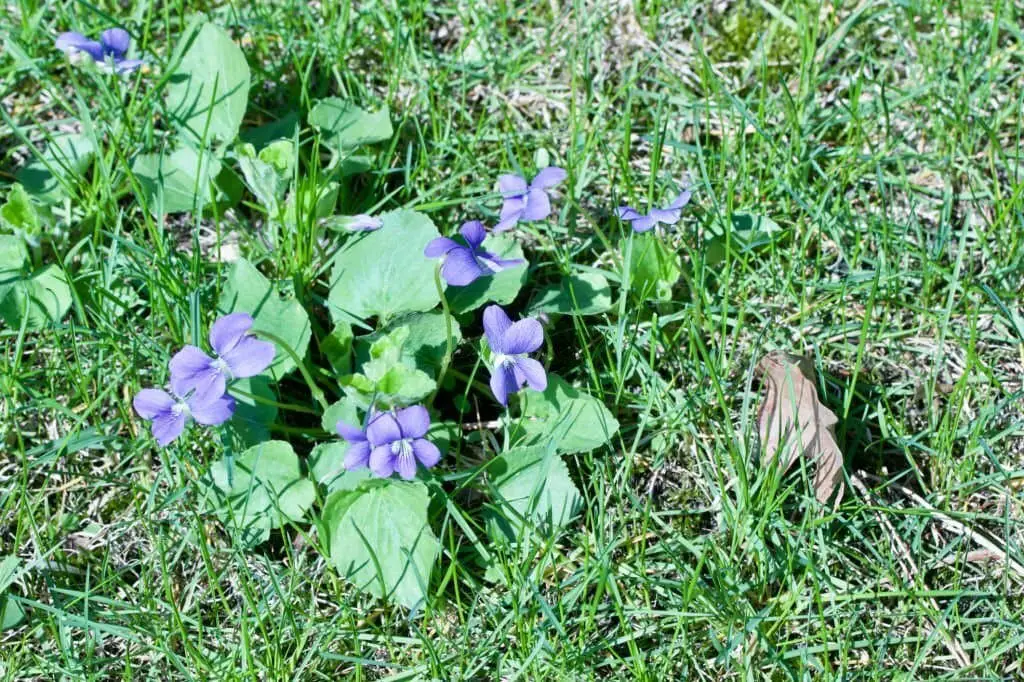 Common Blue Violet (Viola sororia)