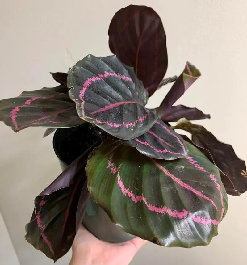 Calathea Dottie