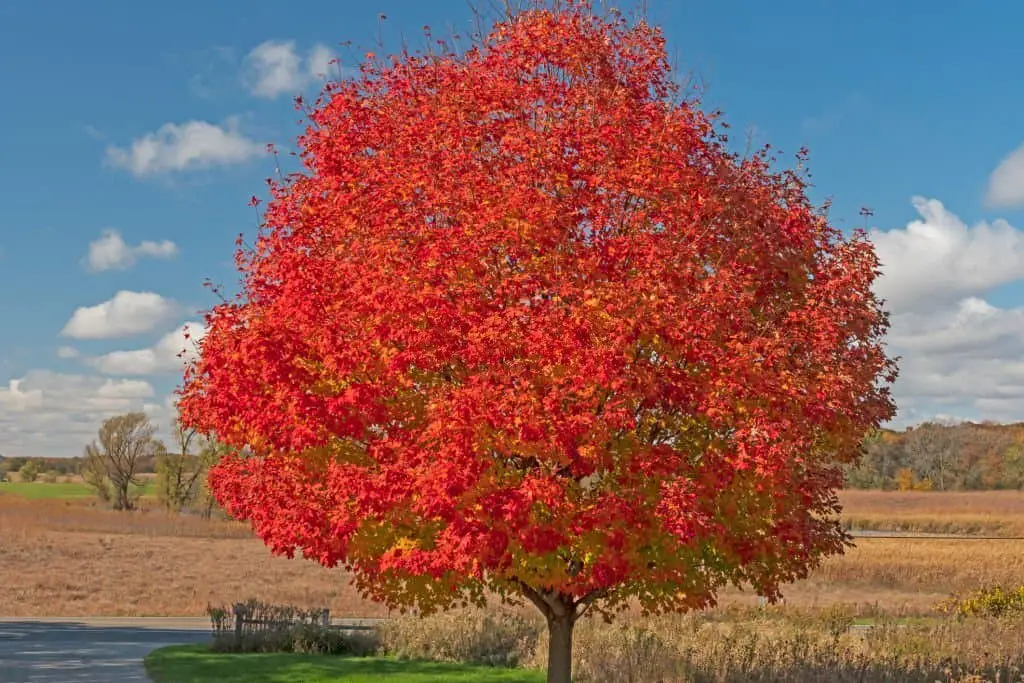 Red Maple (Acer rubrum).