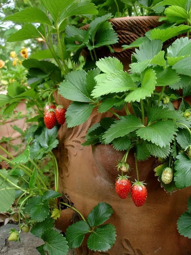 12 Diy Ways To Grow A Vertical Strawberry Garden