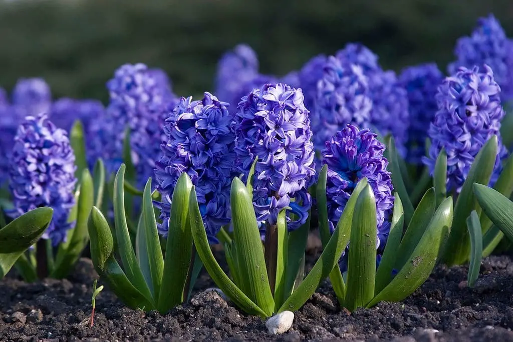 Hyacinth