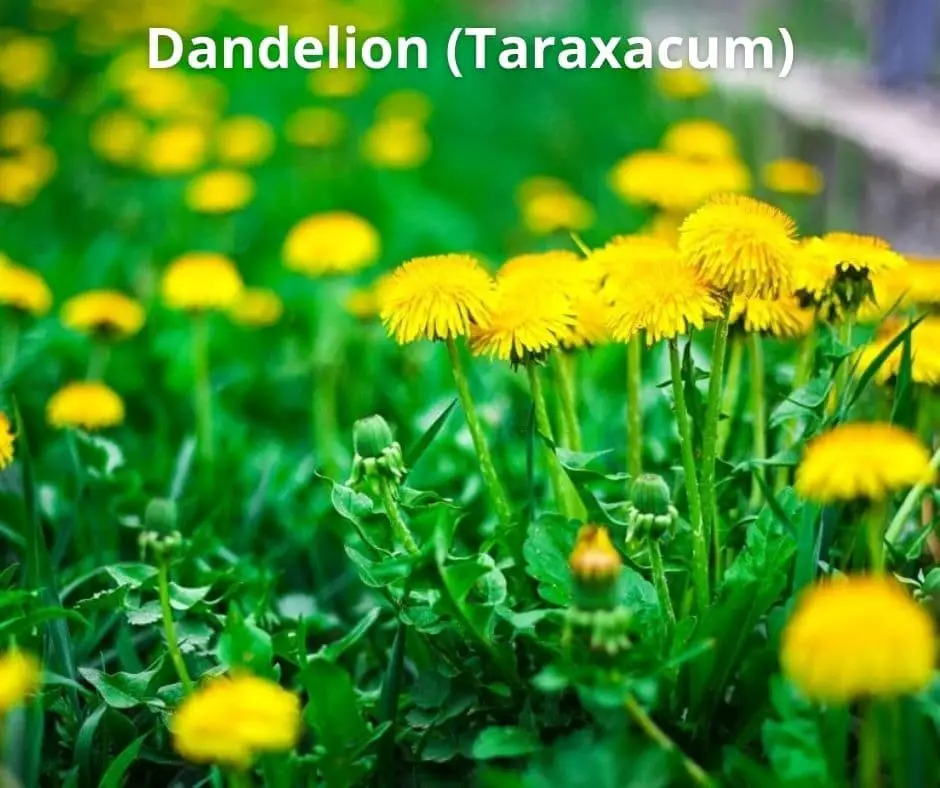 Dandelion (Taraxacum)