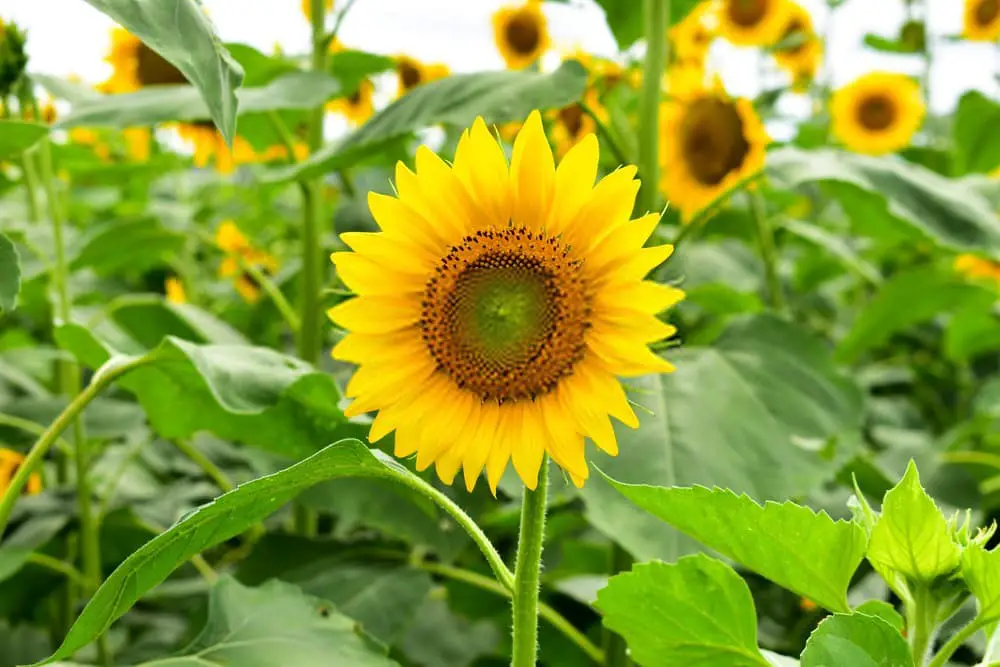 Mammoth Russian sunflower (Helianthus annuus ‘Russian Mammoth‘)