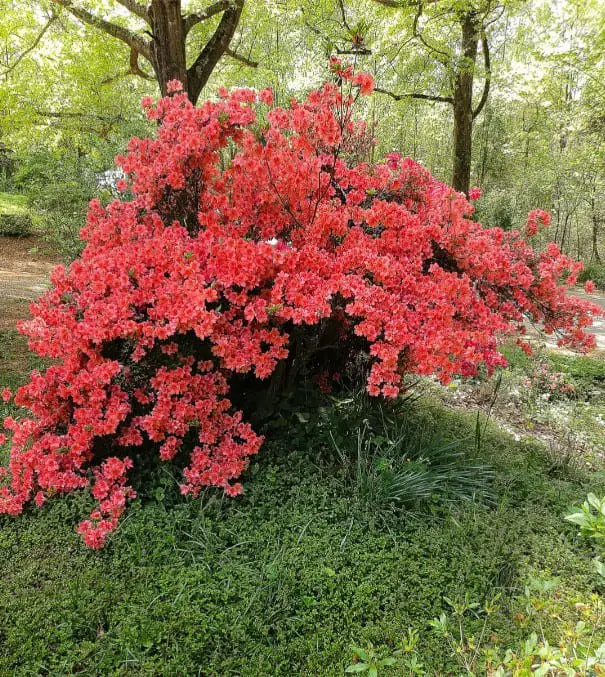 Azalea (Rhododendron spp.): Bright Spring Flowers and Evergreen Options