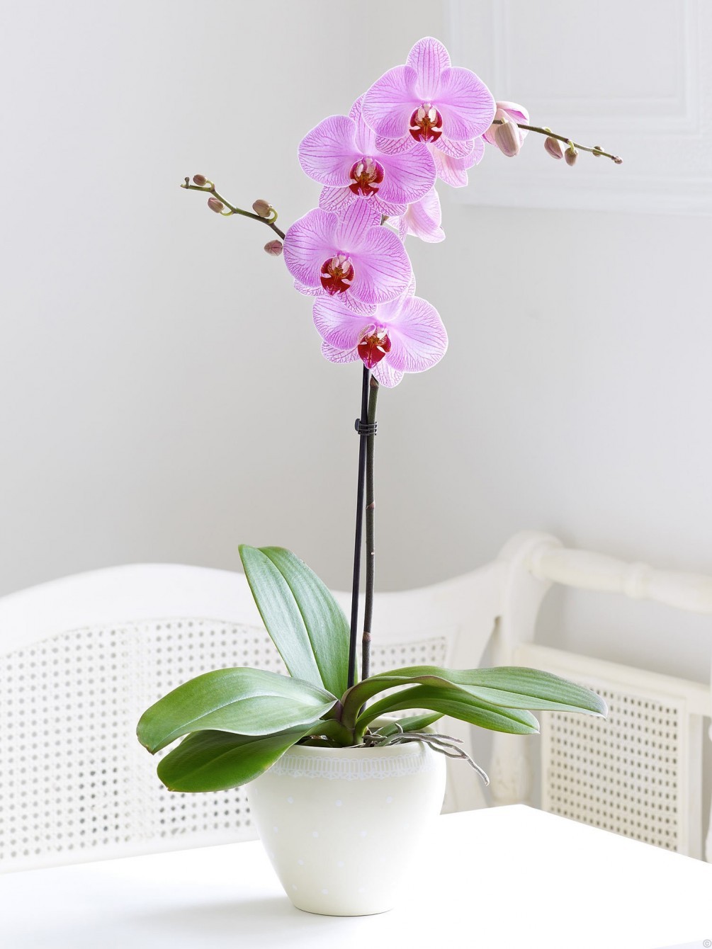 Orchids for Winter Flowering