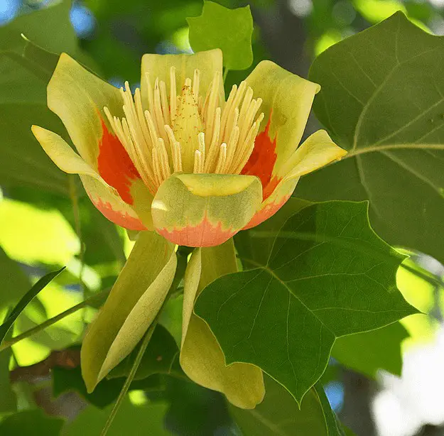 #4. Tulip Poplar Liriodendron tulipifera