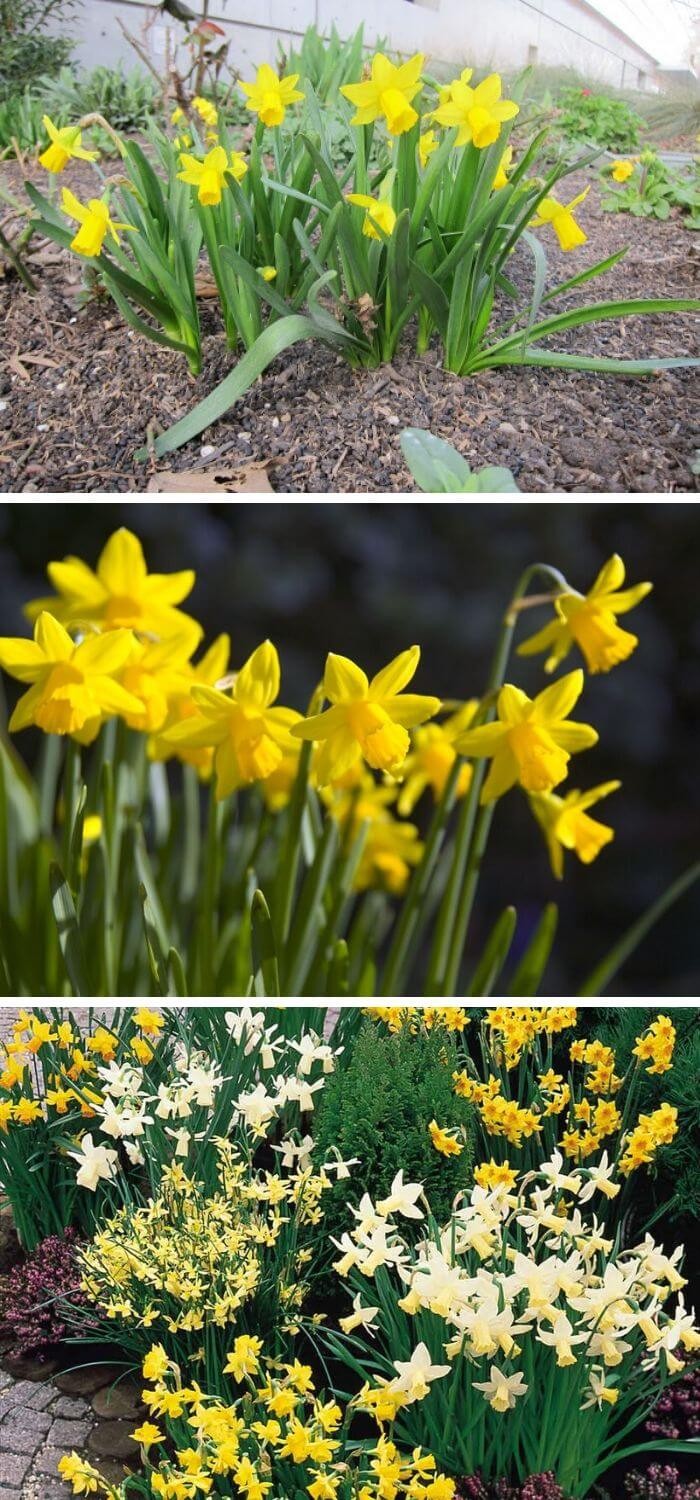 Dwarf Daffodils