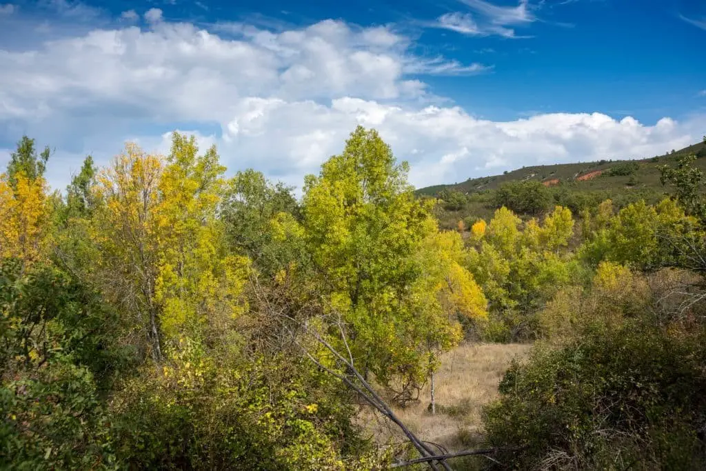 Willow leaved Poplar (Populus angustifolia, narrowleaf cottonwood)